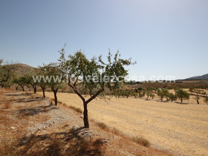 LVC410: Granja Pequeña en venta en Maria, Almería