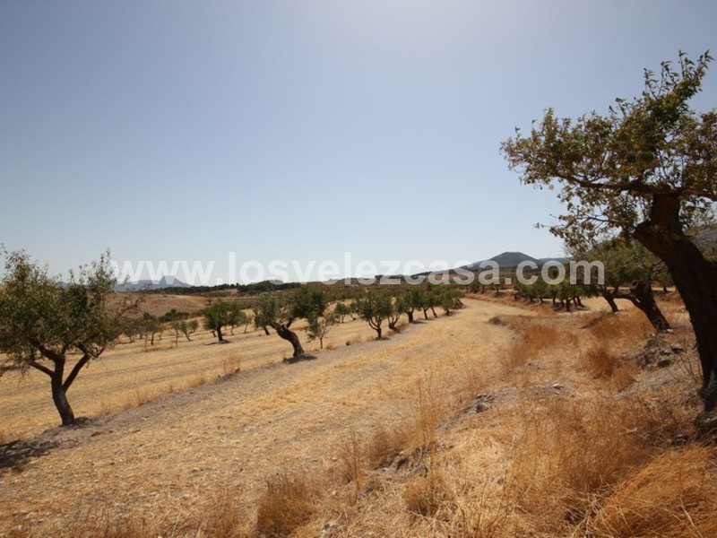 LVC410: Granja Pequeña en venta en Maria, Almería