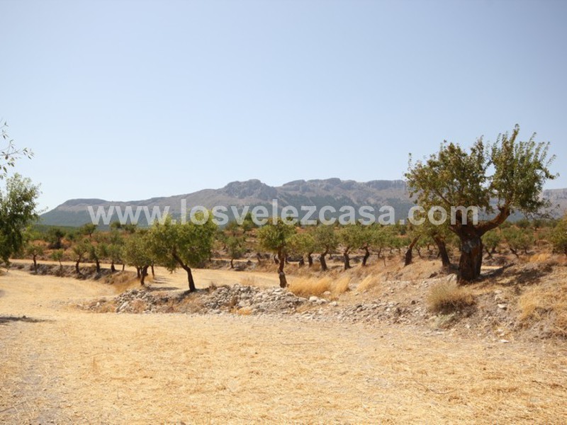 LVC410: Granja Pequeña en venta en Maria, Almería