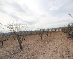 LVC432: Land in La Parroquia, Murcia