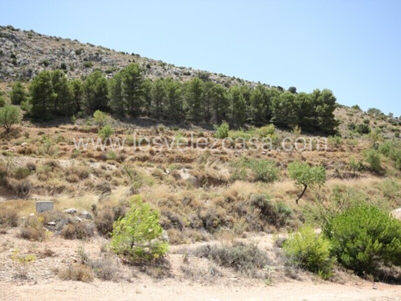 LVC461: Detached Character House for sale in Velez Blanco, Almería