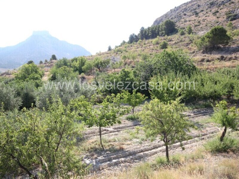 LVC461: Detached Character House for sale in Velez Blanco, Almería