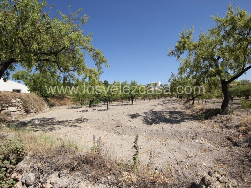 LVC462: Land for sale in Velez Blanco, Almería