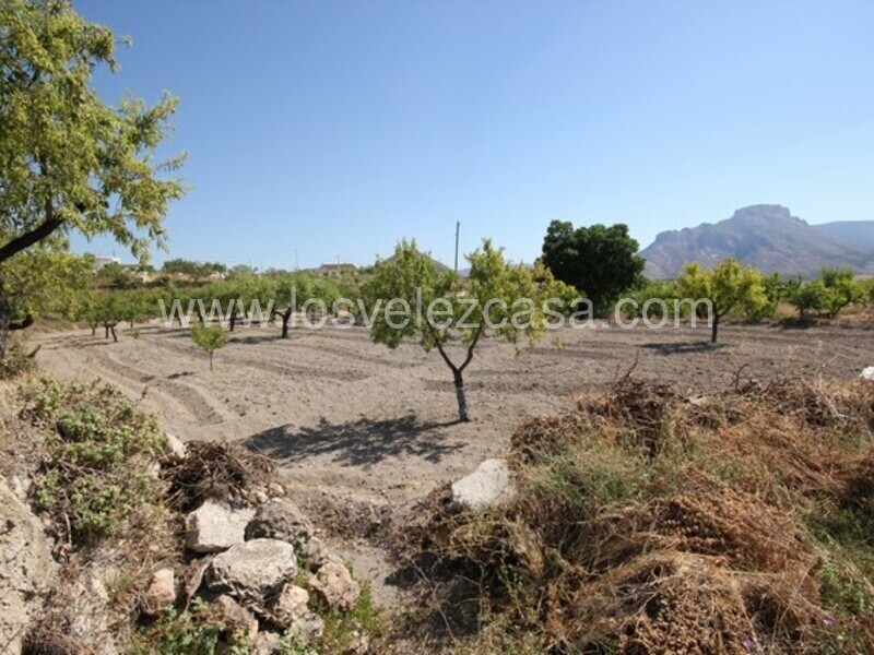LVC462: Land for sale in Velez Blanco, Almería