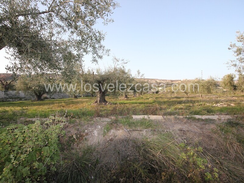 LVC492: Land for sale in Velez Blanco, Almería