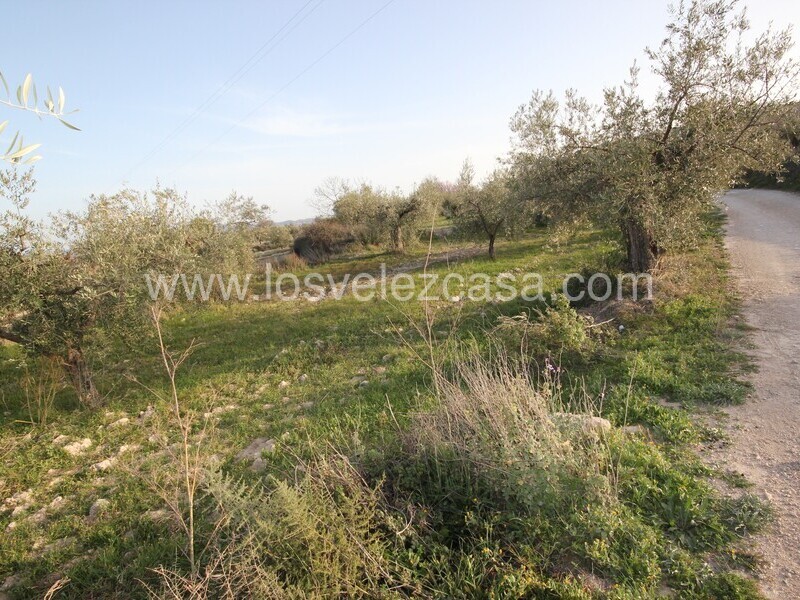 LVC492: Land for sale in Velez Blanco, Almería