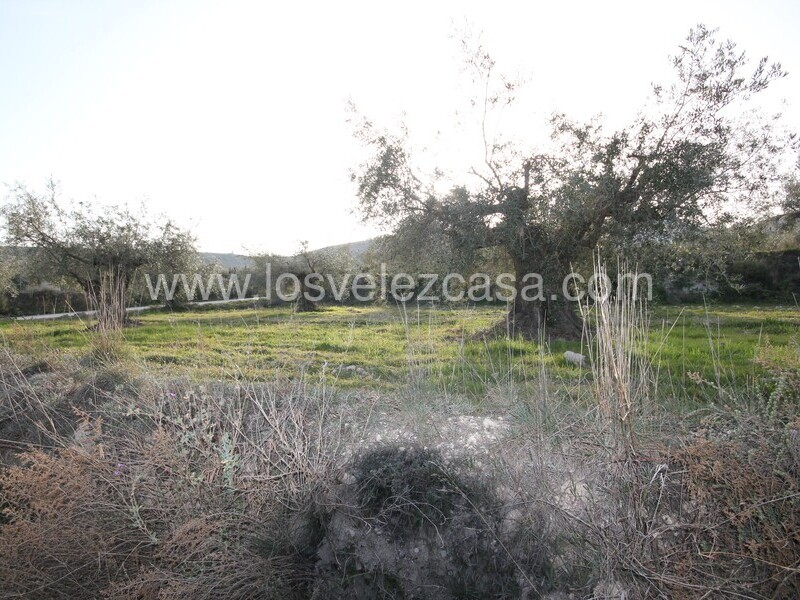 LVC492: Land for sale in Velez Blanco, Almería