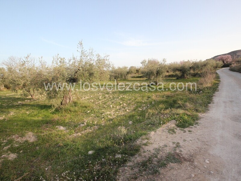 LVC492: Land for sale in Velez Blanco, Almería