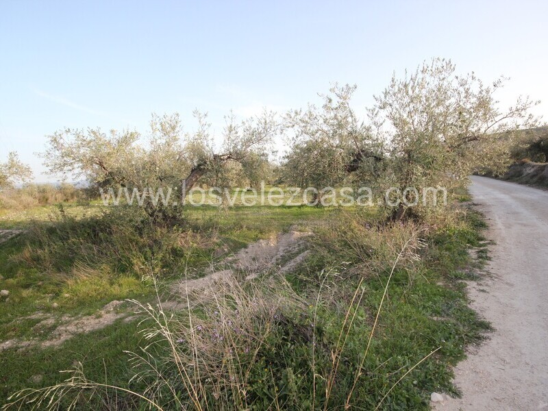 LVC492: Land for sale in Velez Blanco, Almería