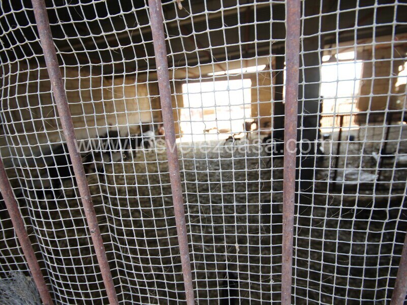 LVC527: Granja Pequeña en venta en La Parroquia, Murcia