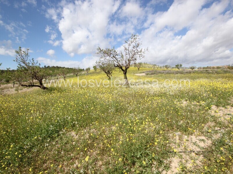 LVC533: Cortijo para Reformar en venta en Umbria, Murcia