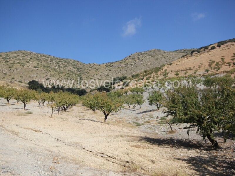 LVC536: Cortijo en venta en Bancalejo, Almería